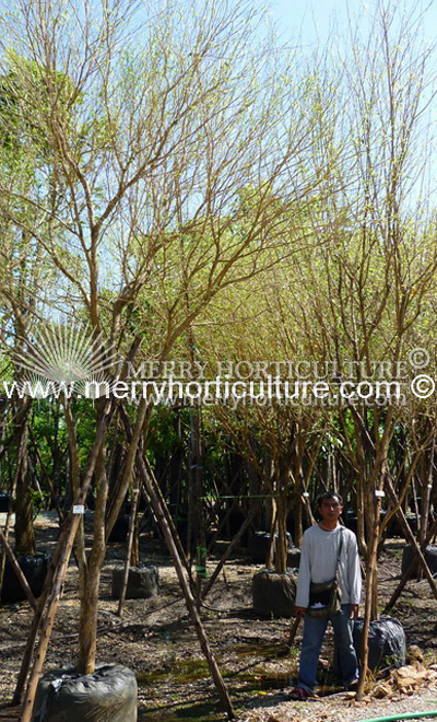 Murraya paniculata 4